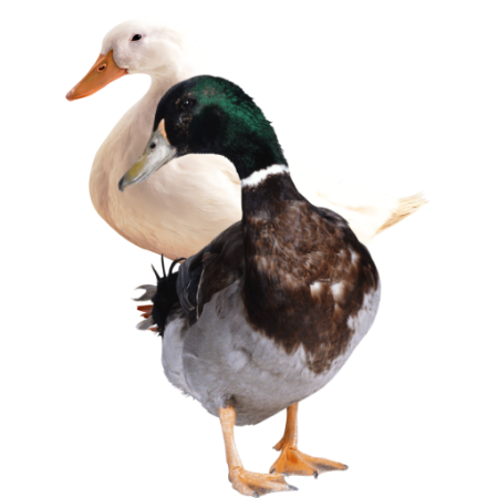 Canard vivant