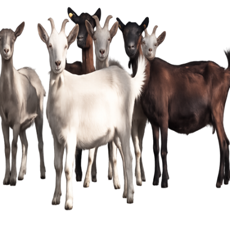 Chèvre