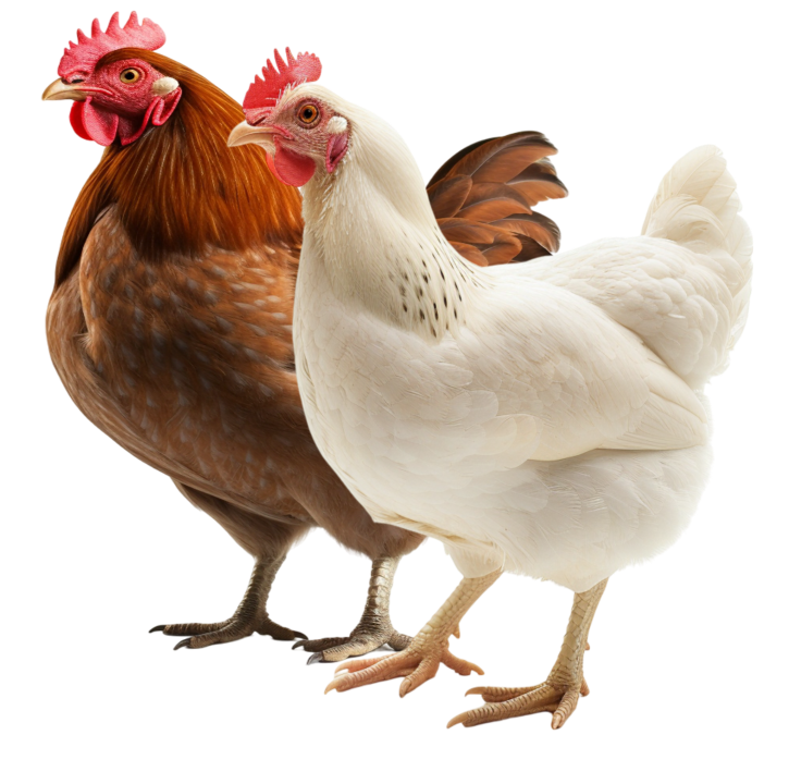 Poulets