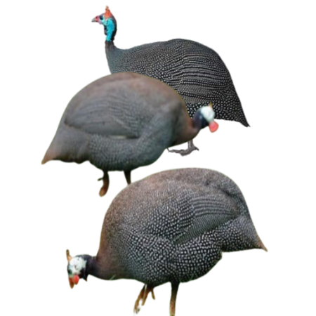 Pintade vivante