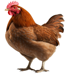 Poulet vivant